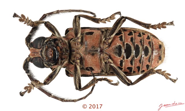 078 Coleoptera 68d (FV) Cerambycidae f 17E5K3IMG_124565 PdCawtmk.jpg