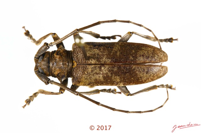 079 Coleoptera 69b (FD) Cerambycidae 17E5K3IMG_171202126090_DxOwtmk.jpg