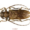 079 Coleoptera 69b (FD) Cerambycidae 17E5K3IMG_171202126090_DxOwtmk.jpg