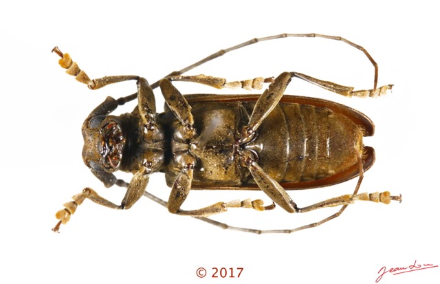081 Coleoptera 69b (FV) Cerambycidae 17E5K3IMG_171202126107_DxOwtmk.jpg