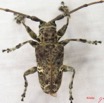 002 Coleoptere (FD) Cerambycidae Lamiinae Lasiopesus variegatus m IMG_3908WTMK.JPG