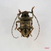 004 Coleoptere (FV) Cerambycidae Lamiinae Coptops aedificator IMG_3930WTMK.JPG