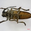 008 Coleoptere (FV) Cerambycidae Lamiinae IMG_3936WTMK.JPG