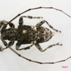 009 Coleoptere (FD) Cerambycidae Lamiinae Lasiopesus variegatus m IMG_5024WTMK.JPG