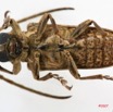 012 Coleoptere (FV) Cerambycidae Lamiinae 7IMG_5719WTMK.JPG