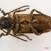 014 Coleoptere (FV) Cerambycidae Lamiinae 7IMG_6481WTMK.JPG