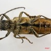 016 Coleoptere (FV) Cerambycidae Lamiinae 7IMG_6514WTMK.JPG