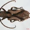 017 Coleoptere (FD) Cerambycidae Lamiinae Homelix lituratus 7EIMG_1014WTMK.JPG