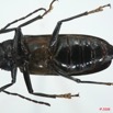 004 Coleoptere (FV) Cerambycidae Prioninae Typoma quedenfeldti f 8EIMG_26163WTMK.jpg