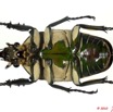 020 Coleoptere 36b (FV) Cetoniinae Mecynorhina polyphemus m 10E5K2IMG_58015wtmk.jpg