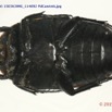 033 Coleoptere 65a (FV) Cetoniinae Pachnoda sp 15E5K3IMG_114892 PdCawtmk.jpg