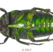 039 Coleoptera 68b (FV) Cetoniinae 17E5K3IMG_124413awtmk.jpg
