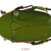 041 Coleoptera 69a (FD) Cetoniinae 126053 PdC_DxOwtmk.jpg