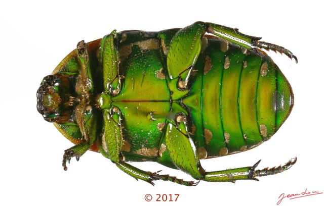 043 Coleoptera 69a (FV) Cetoniinae 126073 PdC_DxOwtmk.jpg