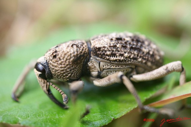 006 Coleoptera IMG_0771WTMK.JPG