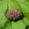 011 Coleoptera Pachnoda (Cocon) IMG_4104WTMK.JPG