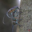 013 Coleoptera Live Zographus regalis Accouplement IMG_4446WTMK.JPG