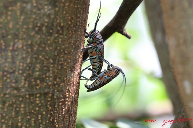 014 Coleoptera Live Zographus regalis Accouplement IMG_4458WTMK.JPG
