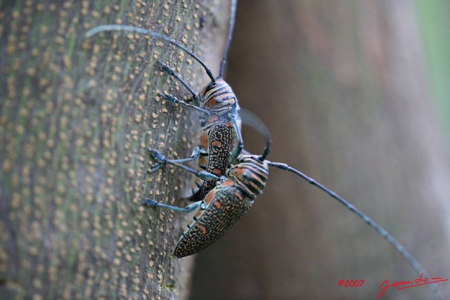 015 Coleoptera Live Zographus regalis Accouplement IMG_4341WTMK.JPG
