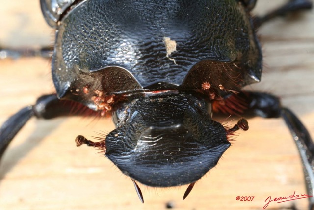 022 Coleoptera (FD) 7IMG_8824WTMK.JPG