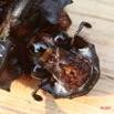 023 Coleoptera (FV) 7IMG_8829WTMK.JPG