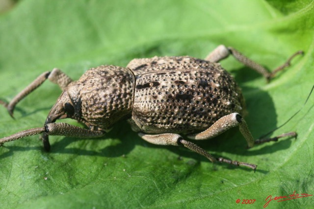 024 Coleoptera Curculionidae 7EIMG_2645WTMK.JPG