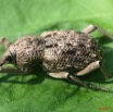 024 Coleoptera Curculionidae 7EIMG_2645WTMK.JPG