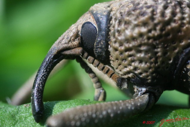 027 Coleoptera Curculionidae 7EIMG_2667WTMK.JPG