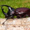 034 Coleoptera 8PIMG_16852WTMK.JPG