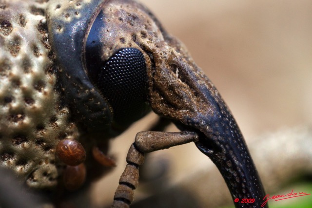 035 Coleoptera Curculionidae 9E5K2IMG_52509wtmk.jpg
