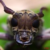 039 Coleoptera Tete 9E5K2MG_52551wtmk.jpg