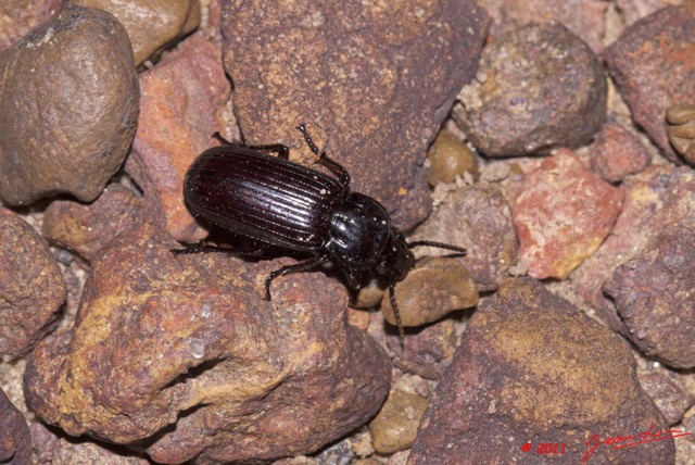 043 Coleoptera Kessala Tenebrionidae 11E50IMG_32448wtmk.jpg