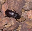 043 Coleoptera Kessala Tenebrionidae 11E50IMG_32448wtmk.jpg