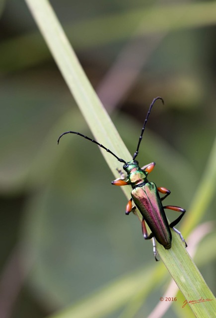 045 Coleoptera Cerambycidae Live Franceville 16E5K3IMG_118728wtmk.jpg