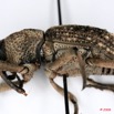 007 Coleoptere (Profil) Curculionidae 8EIMG_26085 1WTMK.jpg