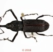 014 Coleoptera 70b (FD) Curculionidae 18E5K3IMG_180211126251_DxOwtmk.jpg