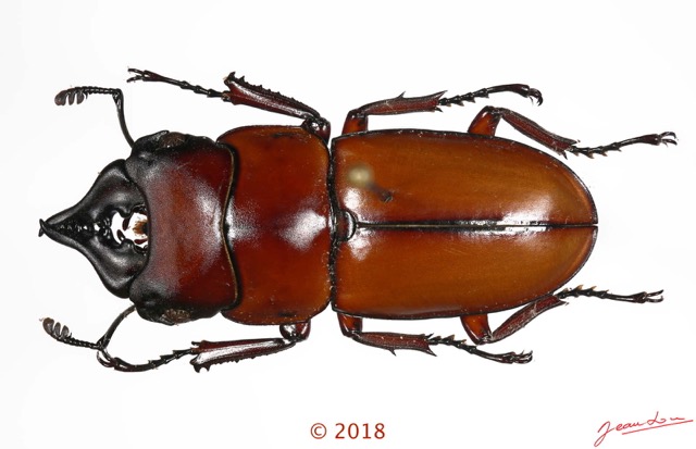 027 Coleoptera 70d (FD) Lucanidae 1126272 PdC_DxOwtmk.jpg
