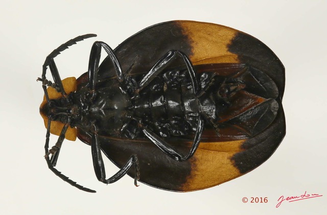 012 Coleoptera 65b (FV) Lycidae 16E5K3IMG_118561PdCawtmk.jpg