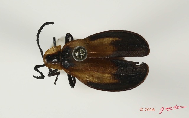 013 Coleoptera 65d (FD) Lycidae 16E5K3IMG_118831PdCawtmk.jpg