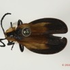 013 Coleoptera 65d (FD) Lycidae 16E5K3IMG_118831PdCawtmk.jpg