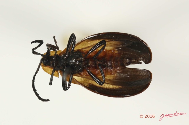 014 Coleoptera 65d (FV) Lycidae 16E5K3IMG_118849PdCawtmk.jpg