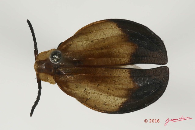 015 Coleoptera 66a (FD) Lycidae 16E5K3IMG_118667PdCwtmk.jpg