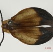 015 Coleoptera 66a (FD) Lycidae 16E5K3IMG_118667PdCwtmk.jpg