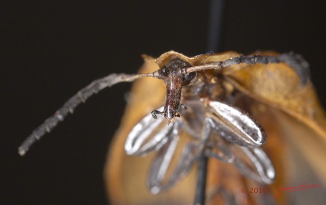 019 Coleoptera 66c Lycidae Tete 16E5K3IMG_118648wtmk.jpg