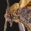 020 Coleoptera 66c Lycidae Tete 16E5K3IMG_118655wtmk.jpg