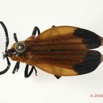 021 Coleoptera 66d (FD) Lycidae 16E5K3IMG_118860PdCawtmk.jpg