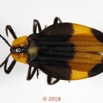 023 Coleoptera 70a (FD) Lycidae F 18E5K3IMG_180211126248_DxOawtmk.jpg