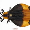 025 Coleoptera 70c (FD) Lycidae M 18E5K3IMG_180211126253_DxOwtmk.jpg