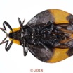 026 Coleoptera 70c (FV) Lycidae M 18E5K3IMG_180211126255_DxOwtmk.jpg