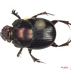 013 Coleoptere 41a (FD) Scarabaeidae Onthophagus sp 10E5K2IMG_64208wtmk.jpg